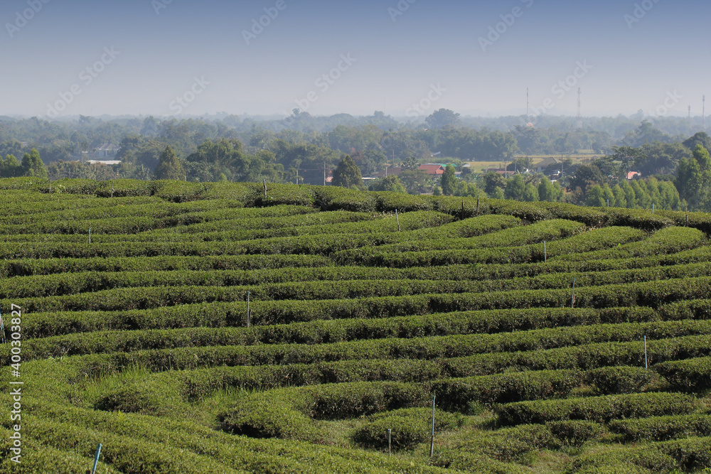 Step pattern on the hill of Tea Plantations farm, nature mountain backgrounds
Step pattern on the hill of Tea Plantations farm, nature mountain backgrounds