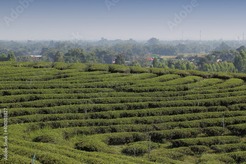 Step pattern on the hill of Tea Plantations farm, nature mountain backgrounds 