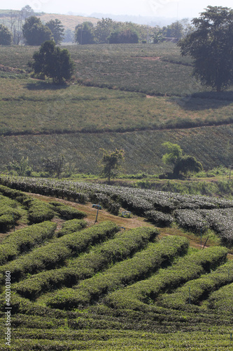 Step pattern on the hill of Tea Plantations farm, nature mountain backgrounds 