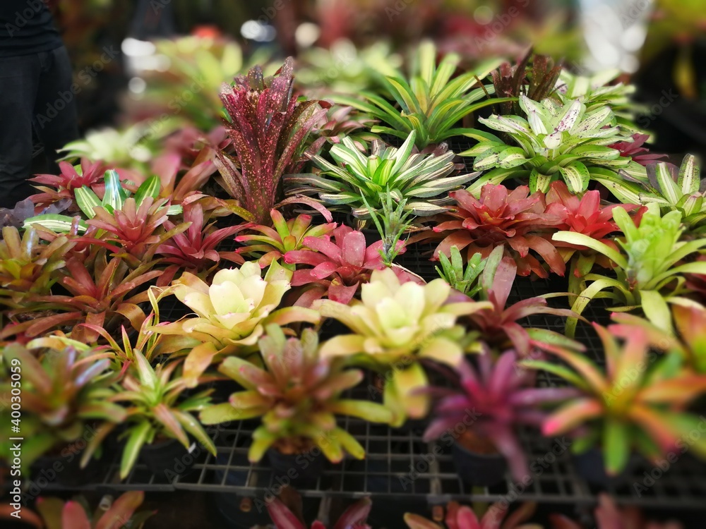Bromeliad plant Bromeliad plant