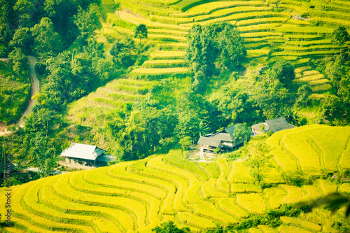 Beautiful scenery of rice terraces in Hoang Su Phi, Ha Giang province in Vietnam. Rice fields ripe in the highlands in the northwest