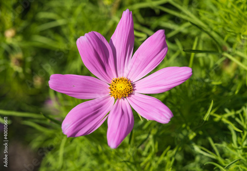 Pink Cosmos flower in the gaeden