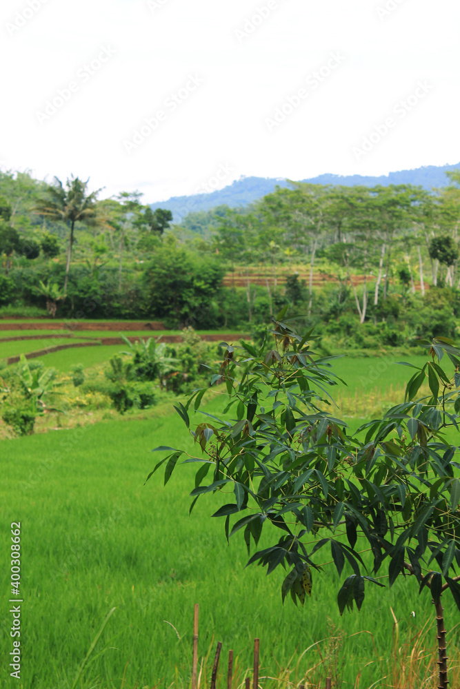 Beautiful rice plants in green rice fields Beautiful rice plants in green rice fields