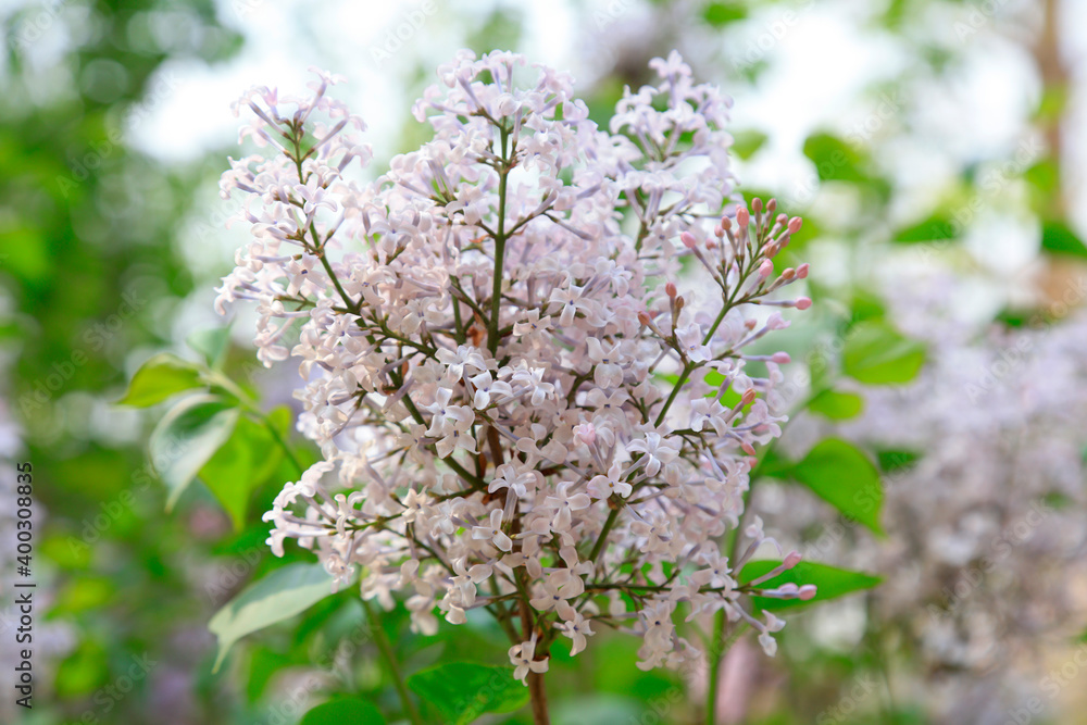 Lilacs bloom in a garden, North China
