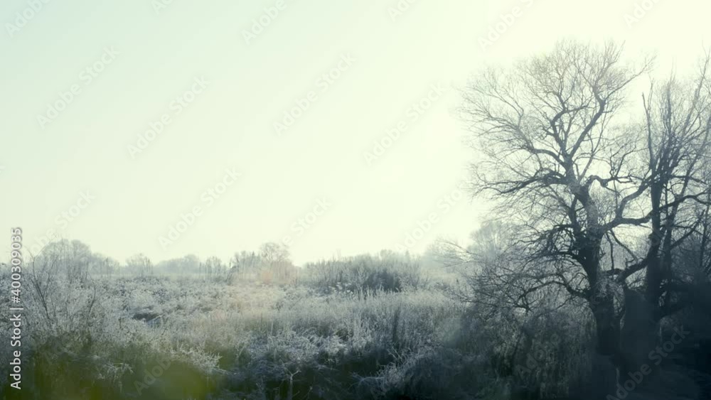 A tree in frost and snow on the field in an early frosty morning is illuminated by the sun