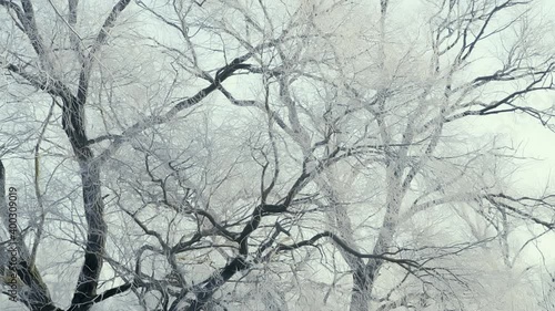 A tree in frost and snow on the field in an early frosty morning is illuminated by the sun