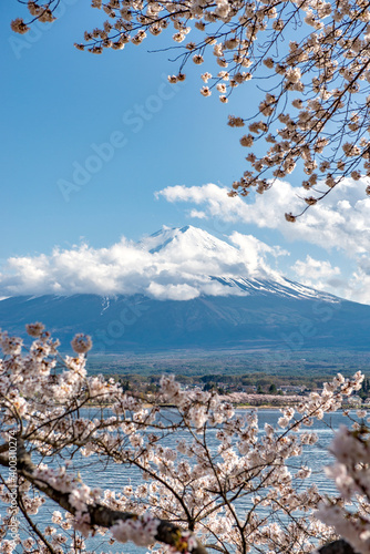 Wallpaper Mural Fuji Mountain and Pink Sakura Tree with Blue Sky at Kawaguchiko Lake Torontodigital.ca