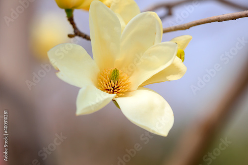 Magnolia in full bloom in the garden, North China