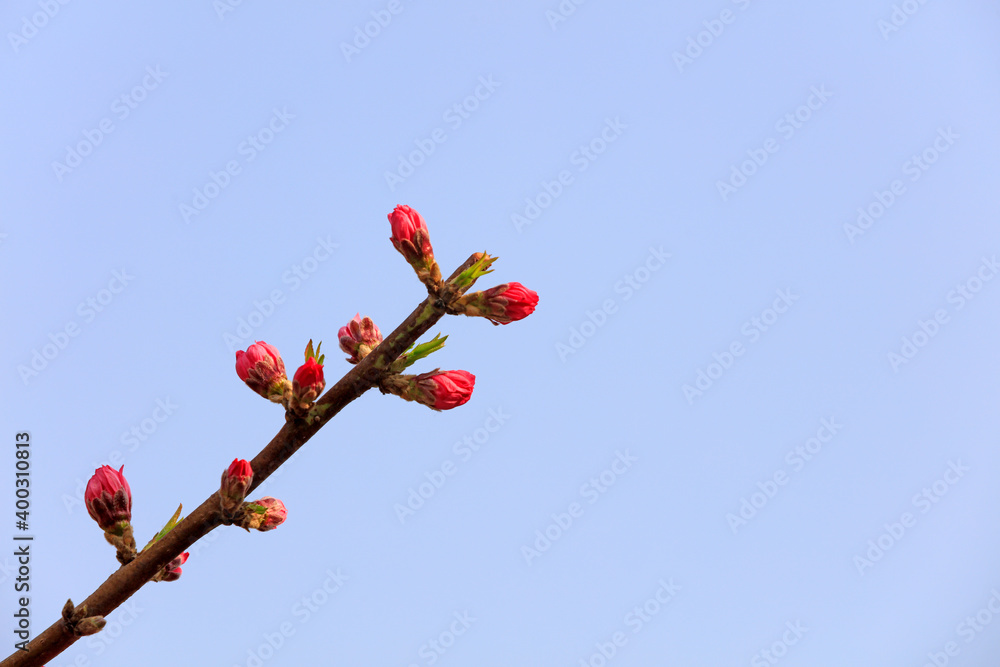 Blooming Rosaceae flowers in the garden, North China Blooming Rosaceae flowers in the garden, North China