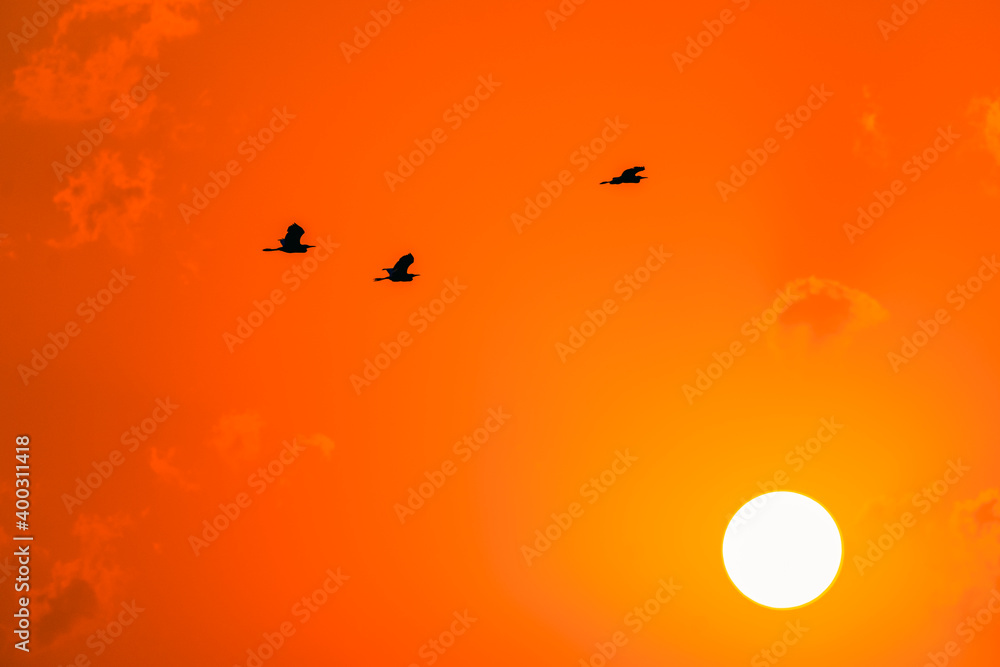 three birds flying by sunset sky three birds flying by sunset sky