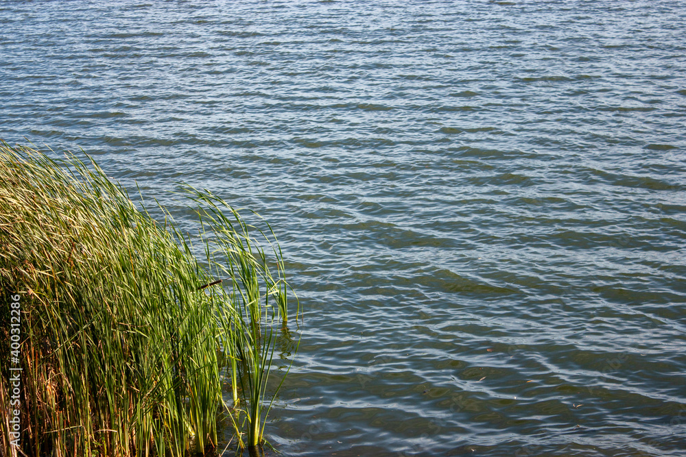 Reed thickets at the water's edge. Green reed growing on the shore on a summer day. The wind bends the reeds and ripples appear on the water. Reed thickets at the water's edge. Green reed growing on the shore on a summer day. The wind bends the reeds and ripples appear on the water.