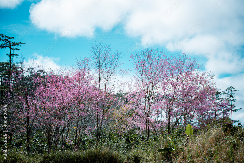 Sakura blooming . Wonderful scenic park with rows of blooming trees in spring, Dalat city, Vietnam. Sakura blooming . Wonderful scenic park with rows of blooming trees in spring, Dalat city, Vietnam.