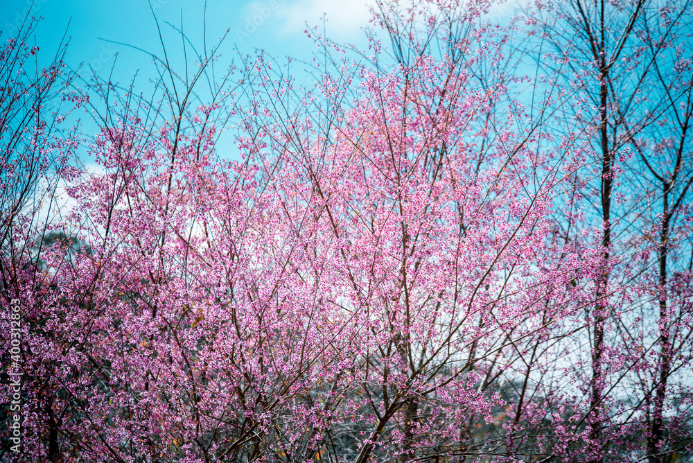 Sakura blooming . Wonderful scenic park with rows of blooming trees in spring, Dalat city, Vietnam. Sakura blooming . Wonderful scenic park with rows of blooming trees in spring, Dalat city, Vietnam.