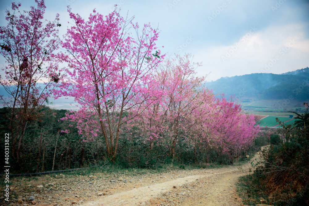Peach blossom full of flowers on both sides of the road at Da Lat city, Lam Dong, Viet Nam Peach blossom full of flowers on both sides of the road at Da Lat city, Lam Dong, Viet Nam