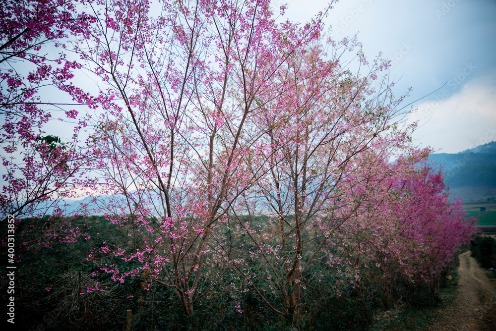 Peach blossom full of flowers on both sides of the road at Da Lat city, Lam Dong, Viet Nam