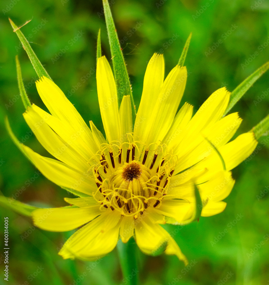 Beautiful morning Tragopogon flower. Beautiful morning Tragopogon flower.