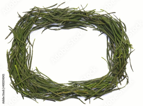 Frame Shape Created with Pine Tree Leaves on White Background with Copy Space for Texts Writing