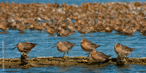 Short-billed Dowitchers (Limnodromus griseus) at rest. photo