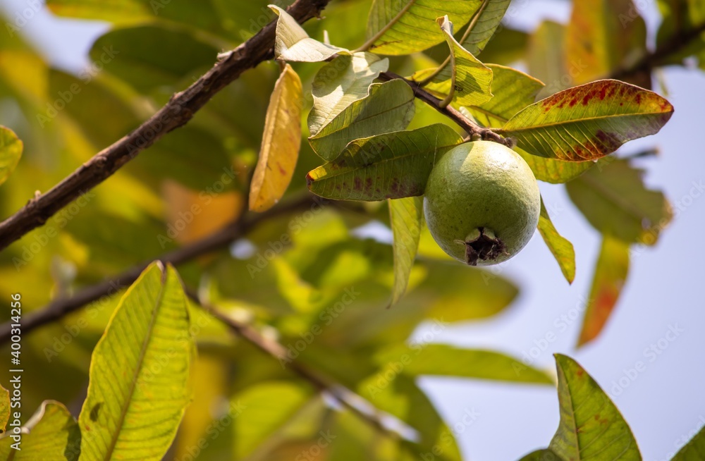 Organc Guava Fruit Hanging Its Tree Branch with Selective Focus Organc Guava Fruit Hanging Its Tree Branch with Selective Focus