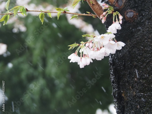 雪と桜