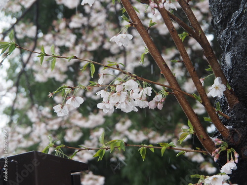 雪と桜