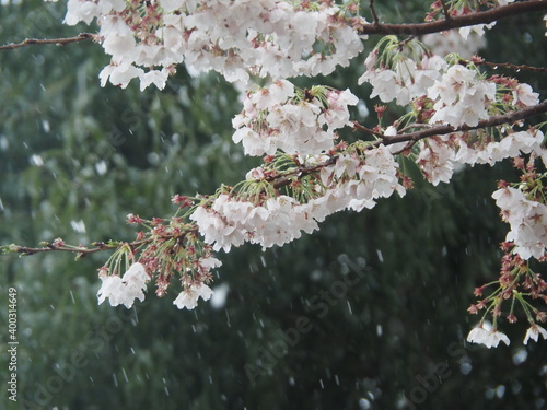 雪と桜