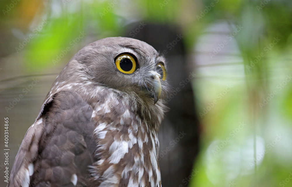 Obraz premium Barking owl