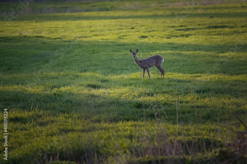 Samotna sarenka stojąca na polanie