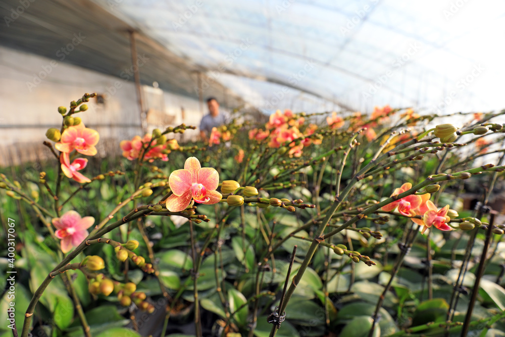 Fototapeta premium gardeners manage Phalaenopsis in a nursery, LUANNAN, Hebei Province, China