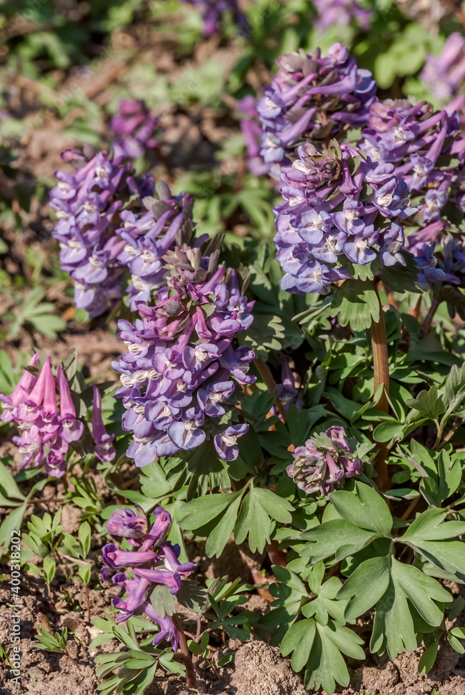 Solid-tubered Corydalis (Corydalis solida) in forest, Central Russia Solid-tubered Corydalis (Corydalis solida) in forest, Central Russia