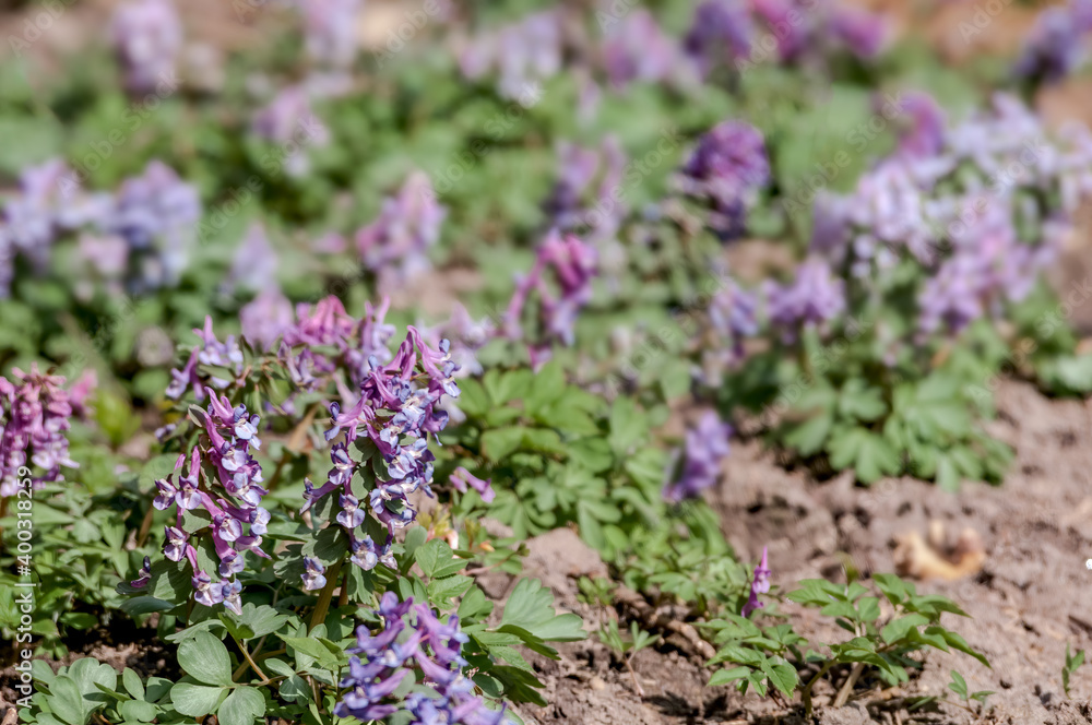 Obraz premium Solid-tubered Corydalis (Corydalis solida) in forest, Central Russia