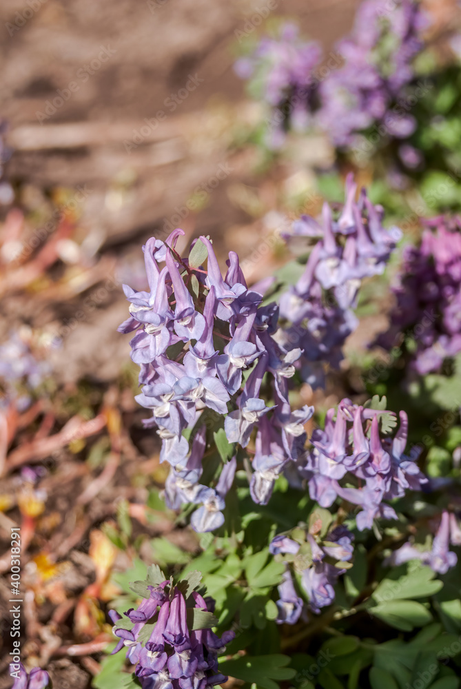 Obraz premium Solid-tubered Corydalis (Corydalis solida) in forest, Central Russia