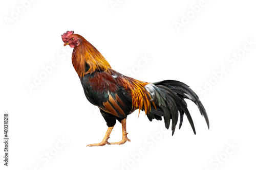 Foto Cockfight in Thailand isolated background