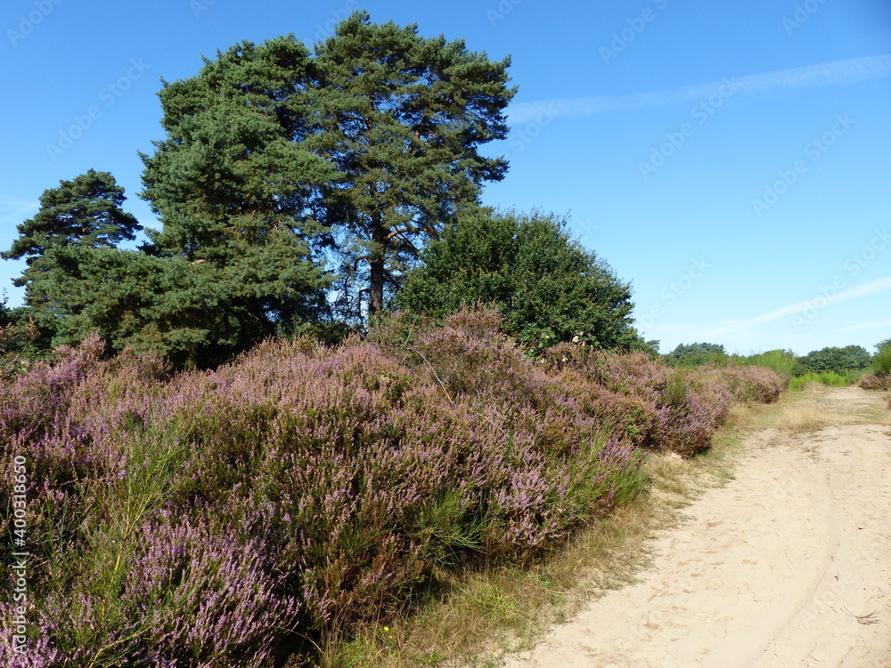 Blühende Erika mit Landschaften in der Wahner Heide bei Köln Blühende Erika mit Landschaften in der Wahner Heide bei Köln