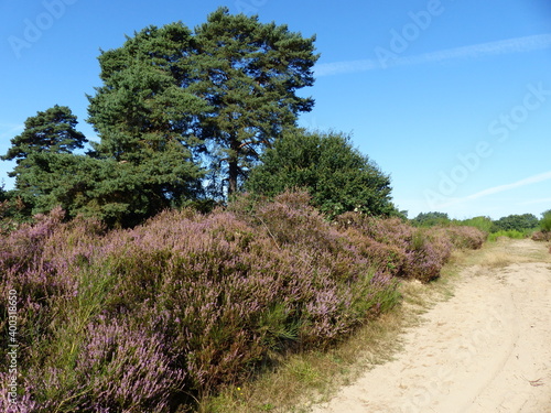 Blühende Erika mit Landschaften in der Wahner Heide bei Köln