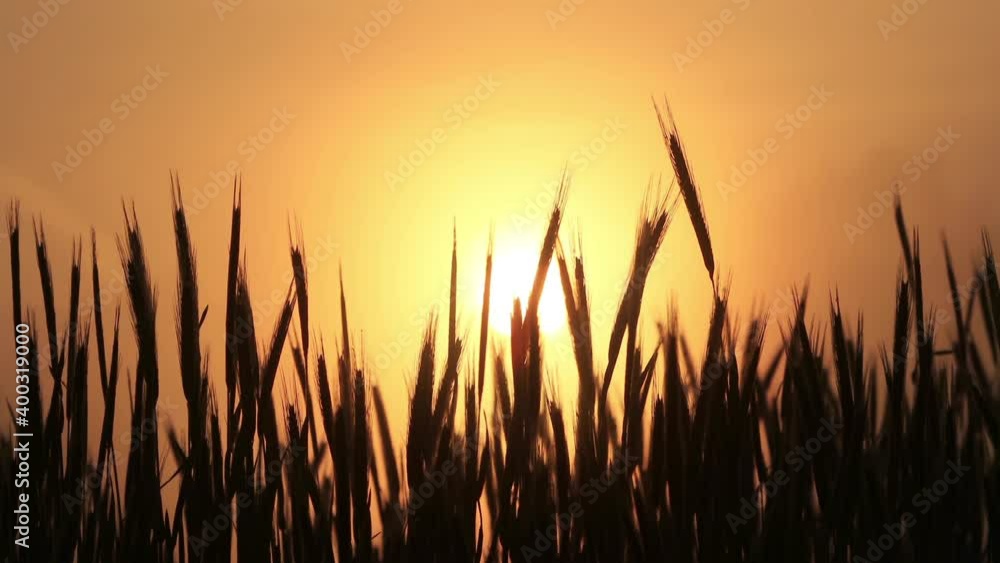 cereal field at spring in the morning, sunrise, time lapse
cereal field at spring in the morning, sunrise, time lapse