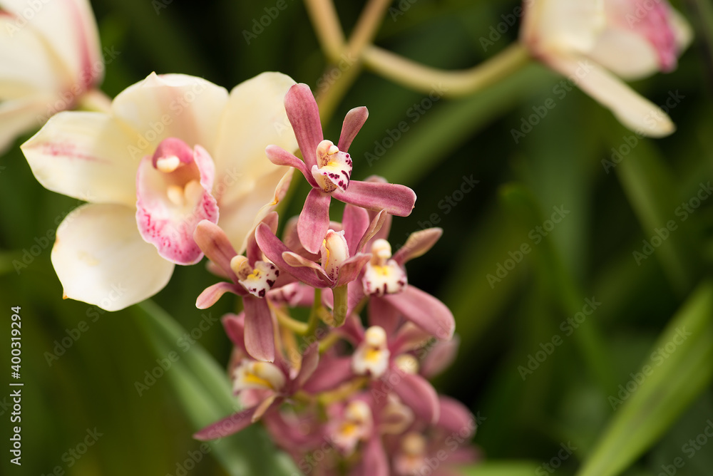 Close up of pink and white Orchid flowers Close up of pink and white Orchid flowers