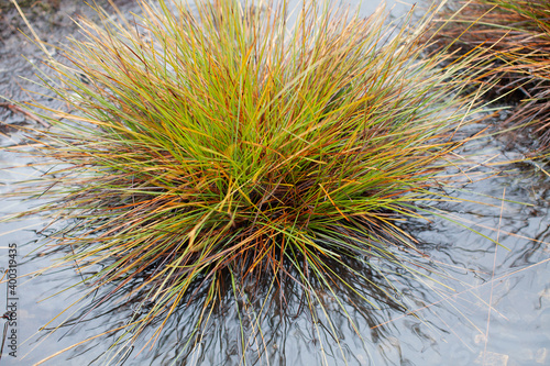 View of clump of button grass and pool of water