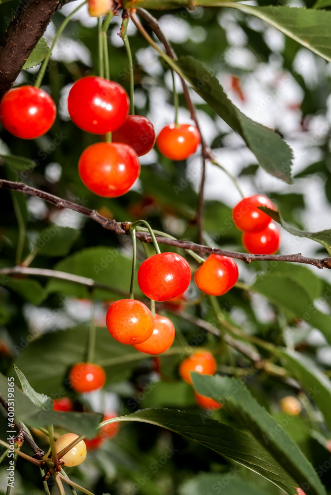 Duke Cherry (Prunus avium x Prunus cerasus) in orchard, Moscow region, Russia