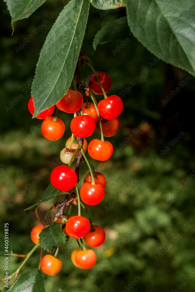 Duke Cherry (Prunus avium x Prunus cerasus) in orchard, Moscow region, Russia