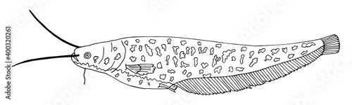 Sheatfish hand drawn isolated on white background. Black and white, beautiful catfish. Vector illustration.