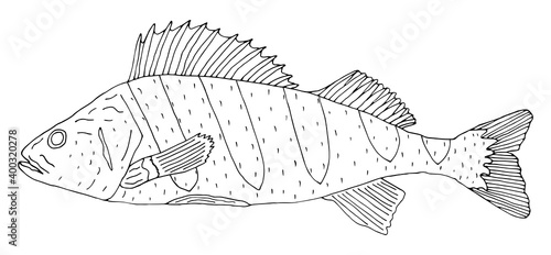 Perch fish hand drawn isolated on white background. Black and white, contour of fish. Coloring page. Vector illustration.