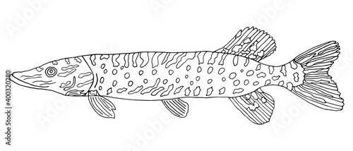 Pike fish hand drawn isolated on white background. Black and white. Coloring page. Contour of fish. Vector illustration.
