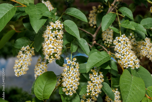 Chokecherry (Prunus virginiana) in park photo