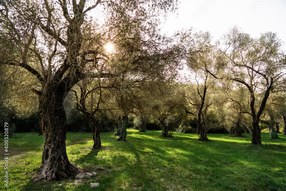 Grove with olive trees