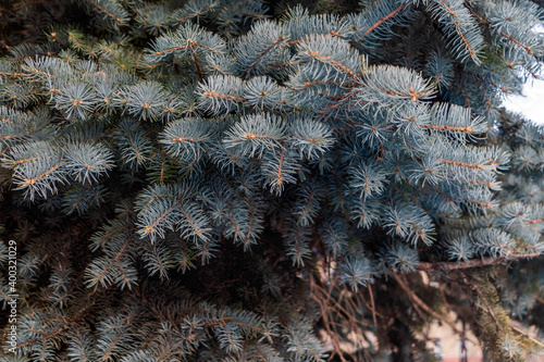Beautiful fluffy branches of a coniferous tree close-up.