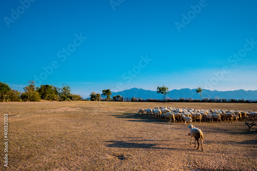 Flock of sheep grazing in a hill at sunset.