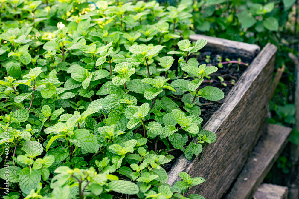 Organic peppermint trees grown in wood plots. Organic peppermint trees grown in wood plots.