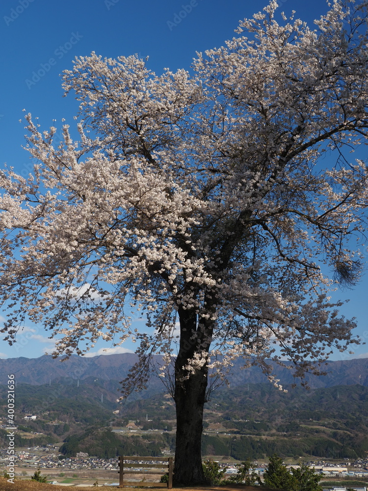 Fototapeta premium 信州松岡城址の一本桜 