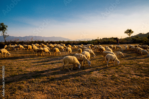 Flock of sheep in Viet Nam, high country farm
